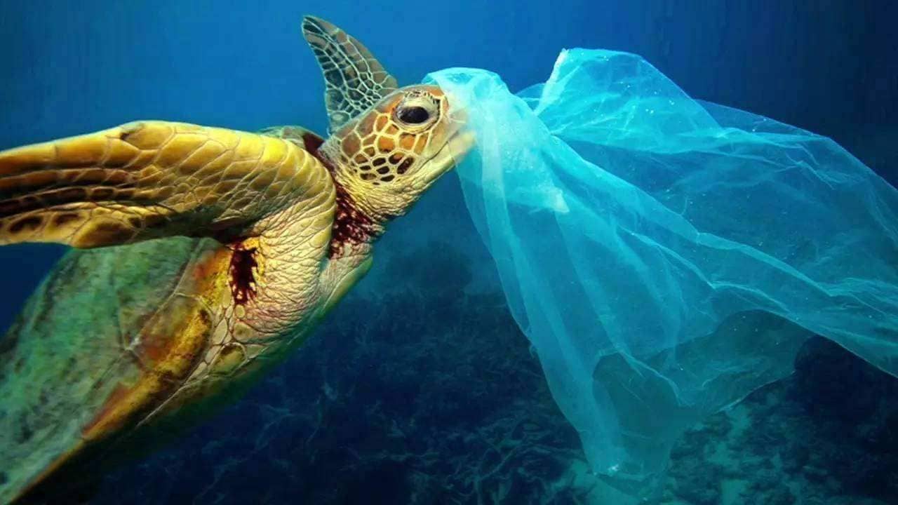 如何减少塑料污染 从保护生物多样性说起
